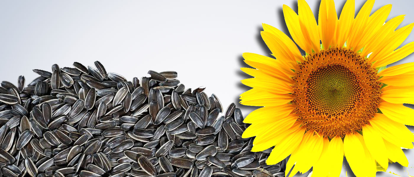 sunflower-lecithin
